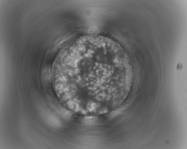 X0000091330240200709071203