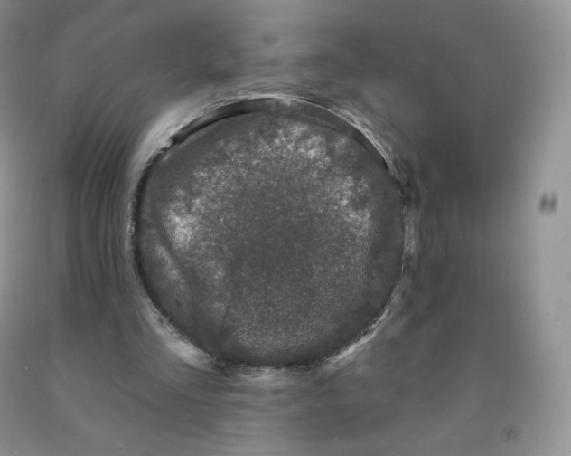 X0000091330293200709071203