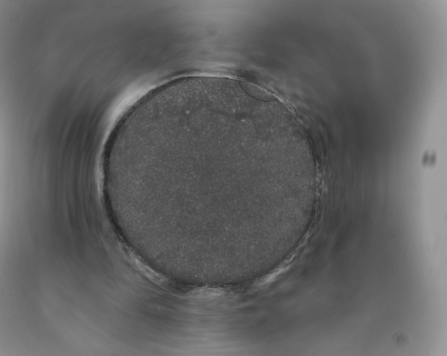 X0000091330294200709071203