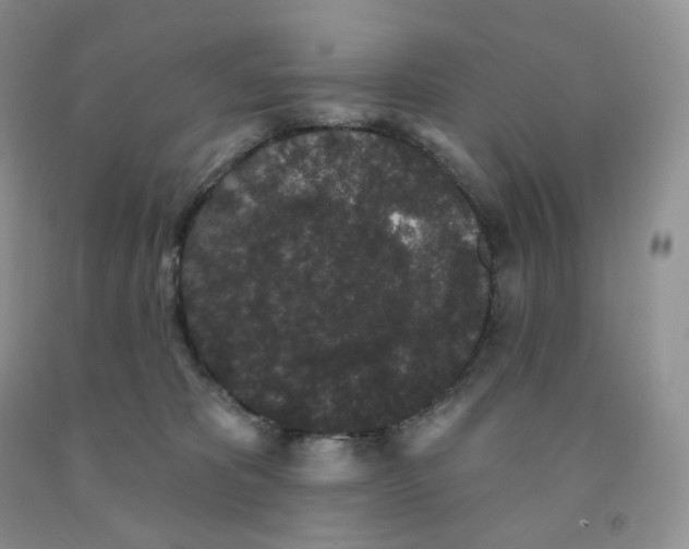 X0000091330325200709071202