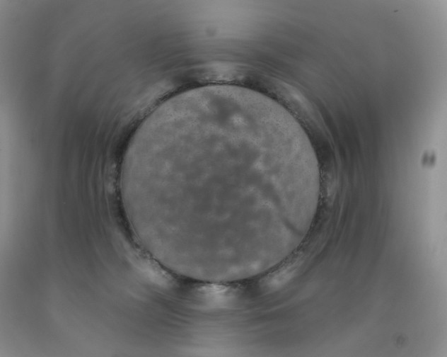 X0000091330326200709071202