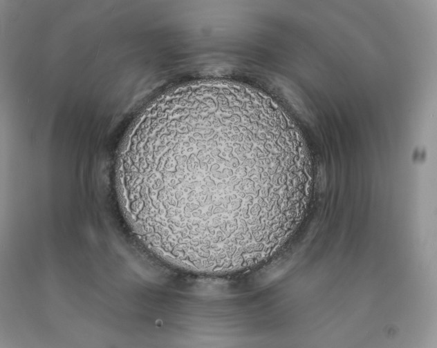 X0000091330363200709071202