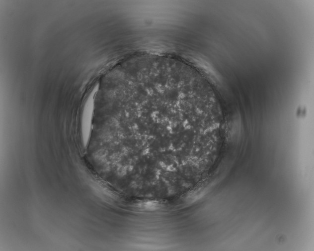 X0000091330365200709071202