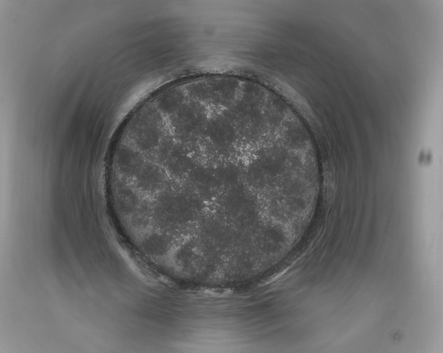 X0000091330626200709071158