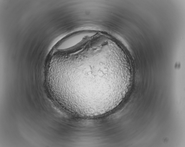 X0000091330829200709071155