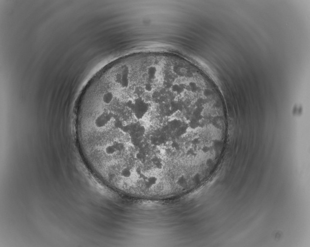 X0000091330835200709071155