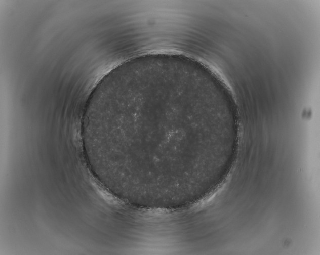 X0000091330881200709071155
