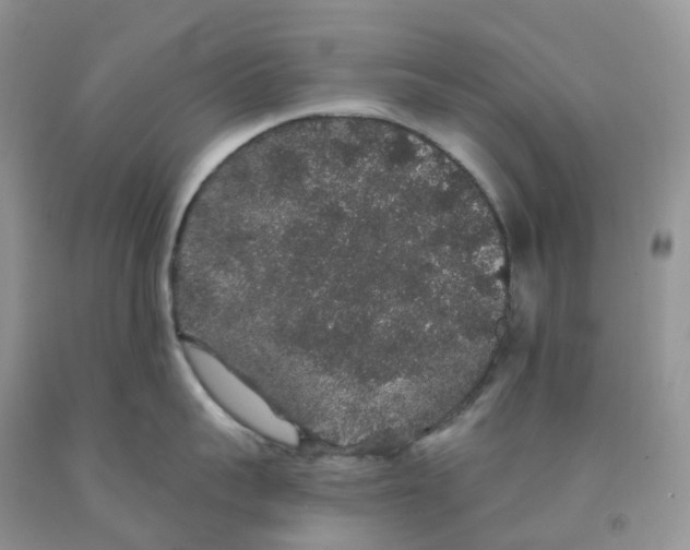 X0000091330959200709071154