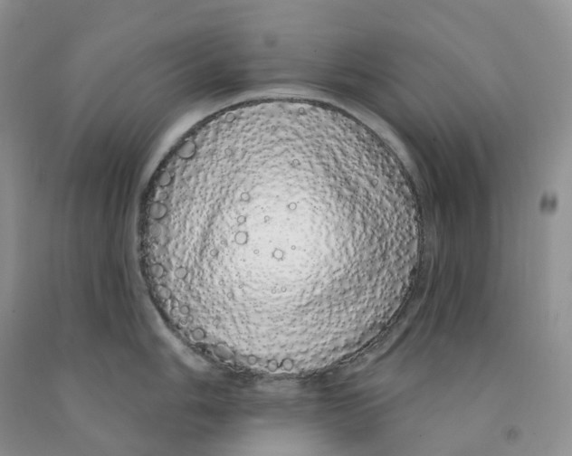 X0000091331006200709071153