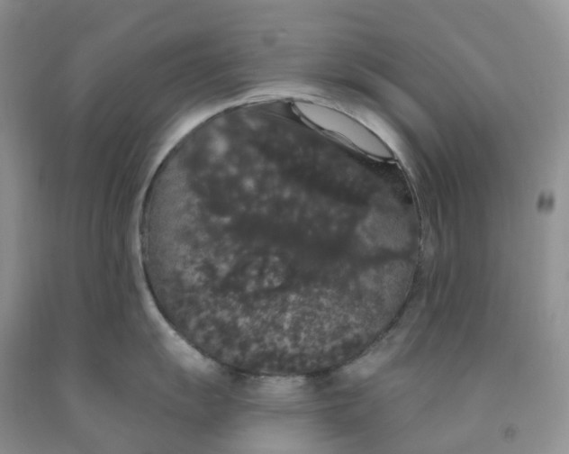 X0000091331055200709071153