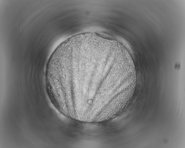 X0000091331103200709071151