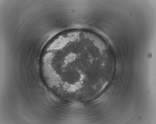 X0000091331170200709071150