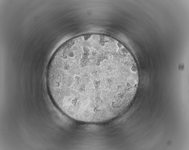 X0000091331235200709071150