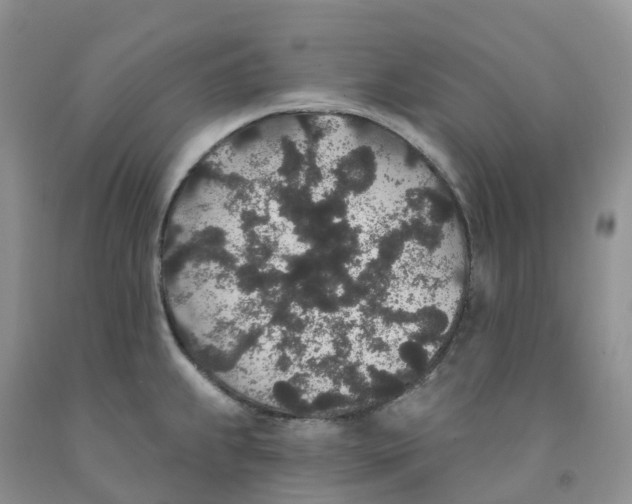 X0000091331239200709071150