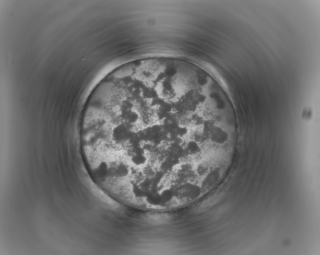 X0000091331243200709071150