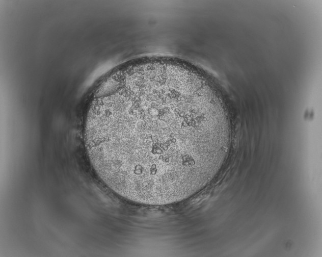X0000091331255200709071149