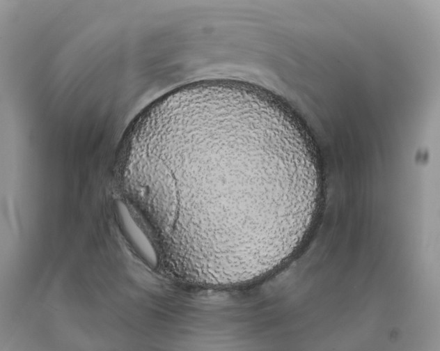 X0000091331505200709071146