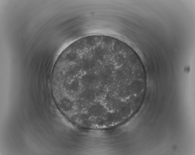 X0000091331529200709071146