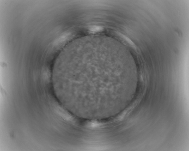 X0000091340565200708101445