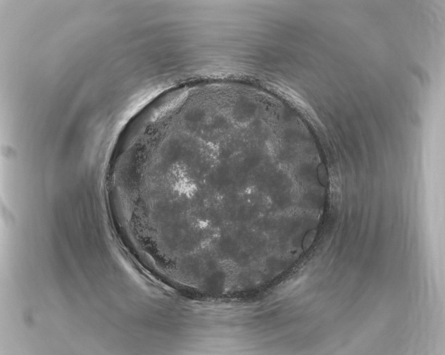 X0000091340626200708101444