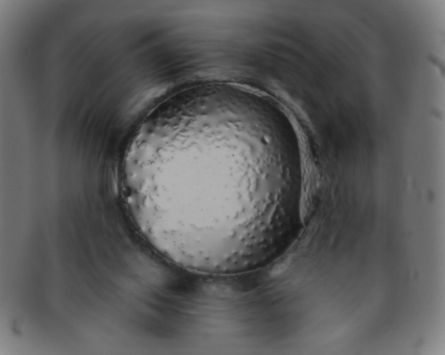 X0000091340062200708241232