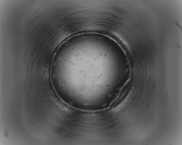 X0000091341025200708241218