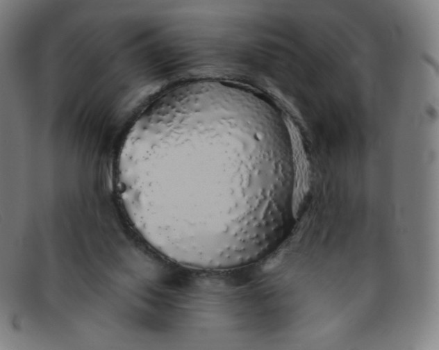 X0000091340062200708311504