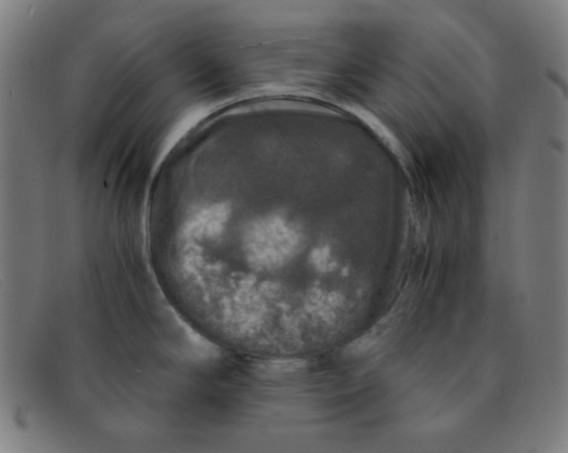 X0000091341294200708311449