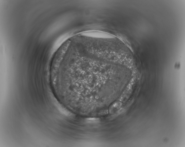 X0000091340053200709071226