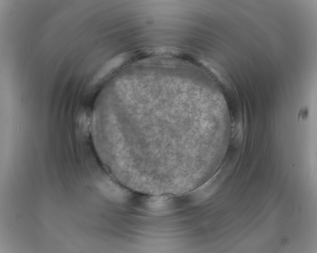 X0000091340142200709071225