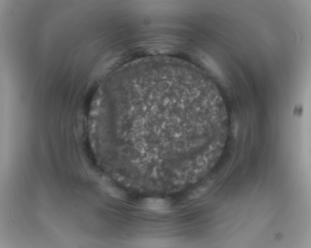 X0000091340169200709071225