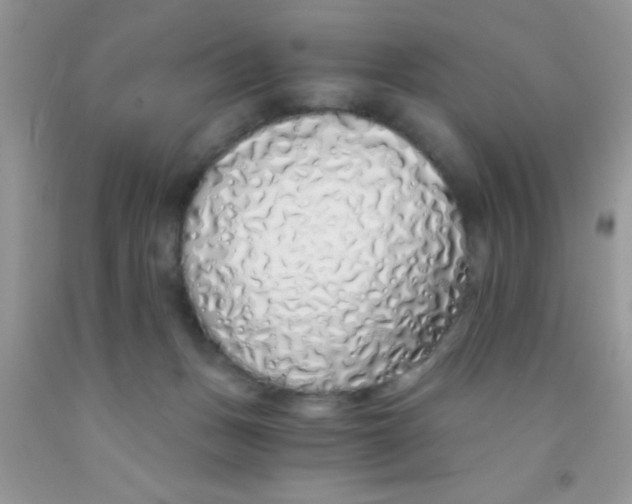 X0000091340175200709071225