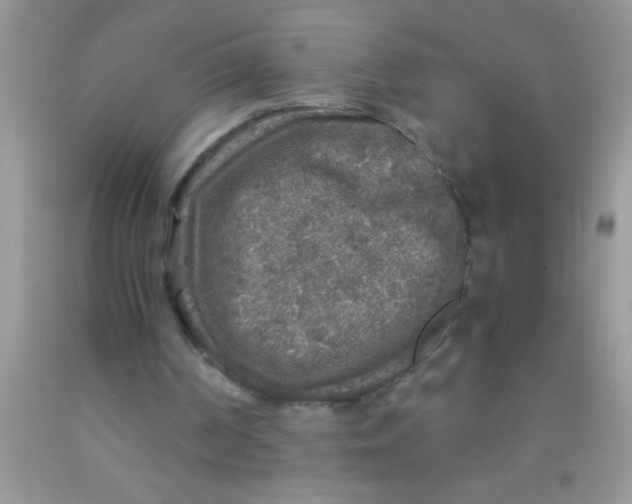 X0000091340194200709071225