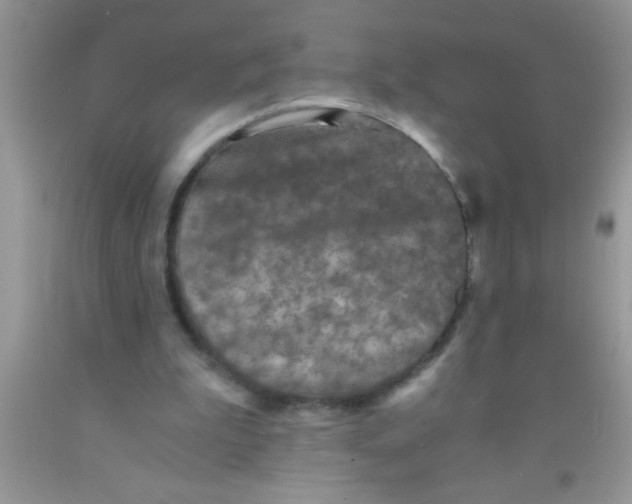 X0000091340199200709071225