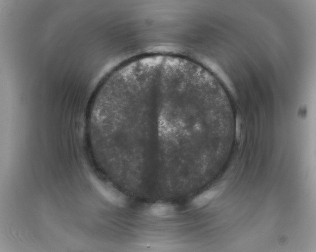 X0000091340204200709071225