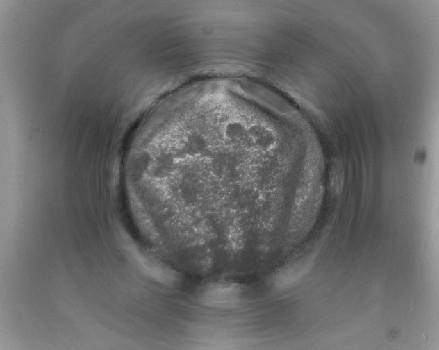 X0000091340206200709071225