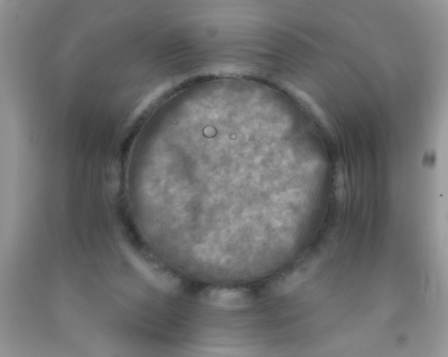 X0000091340208200709071225