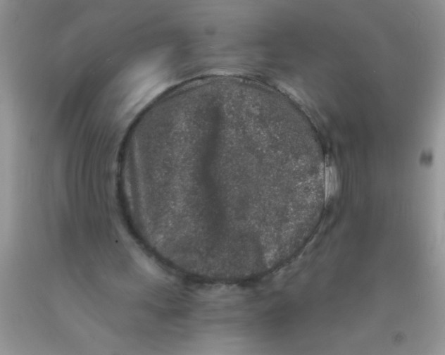 X0000091340243200709071224