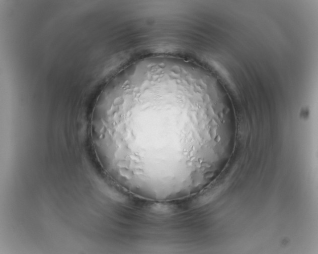 X0000091340261200709071224