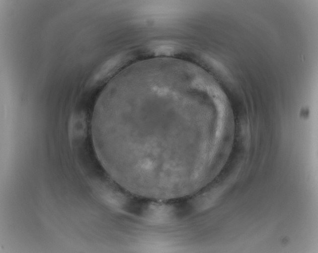 X0000091340311200709071223