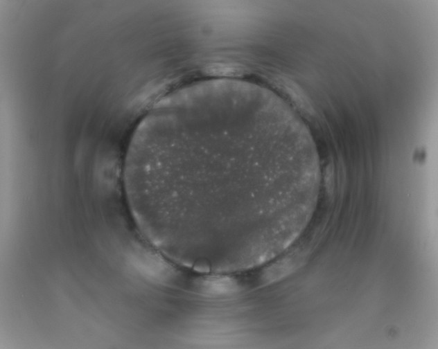 X0000091340322200709071223