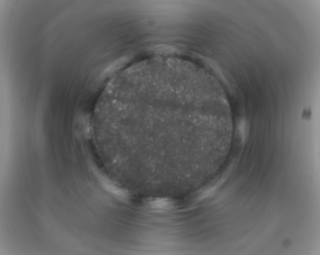 X0000091340383200709071223