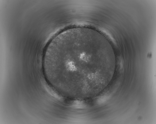 X0000091340496200709071221