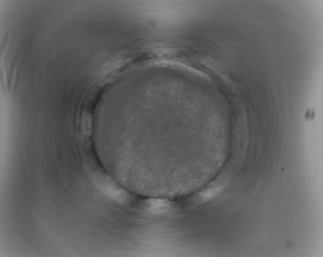 X0000091340528200709071220