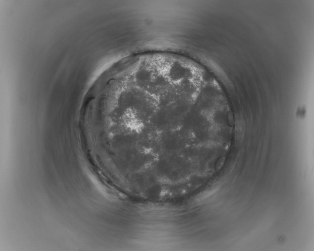 X0000091340626200709071219