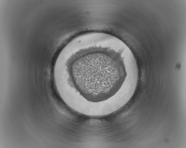 X0000091340636200709071219