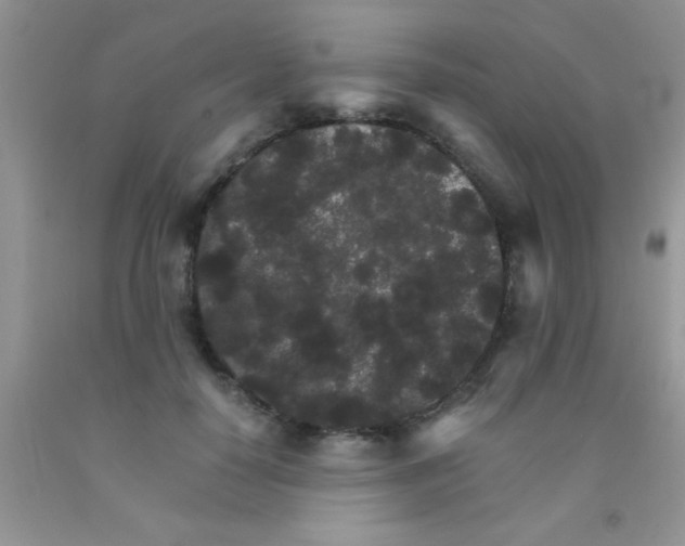 X0000091340650200709071219