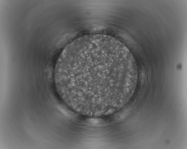 X0000091340654200709071219