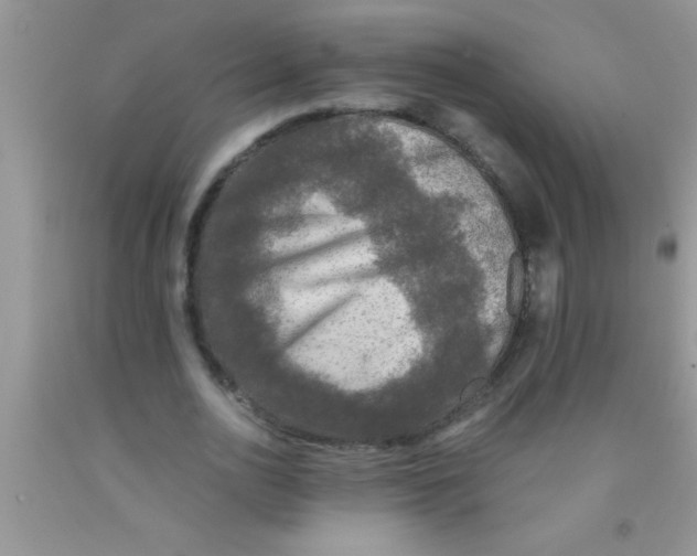 X0000091340726200709071217