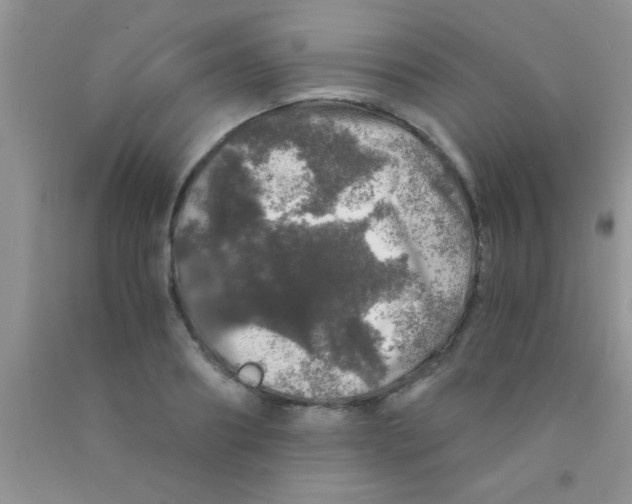 X0000091340890200709071216